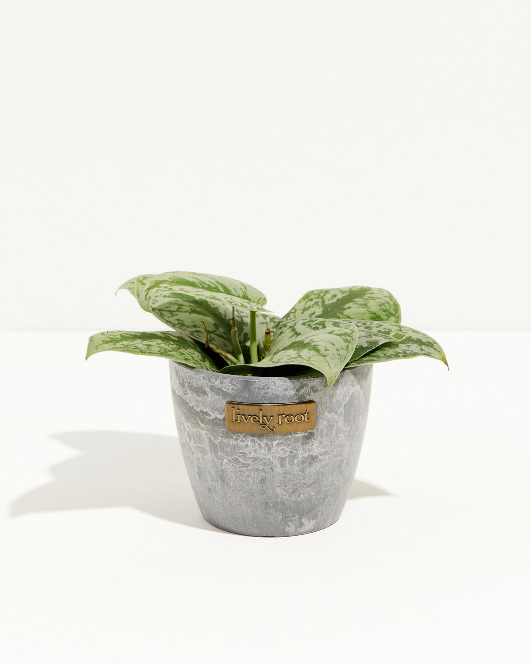 Silver Satin Pothos in gray concrete pot with metallic Lively Root label, silvery-splashed foliage