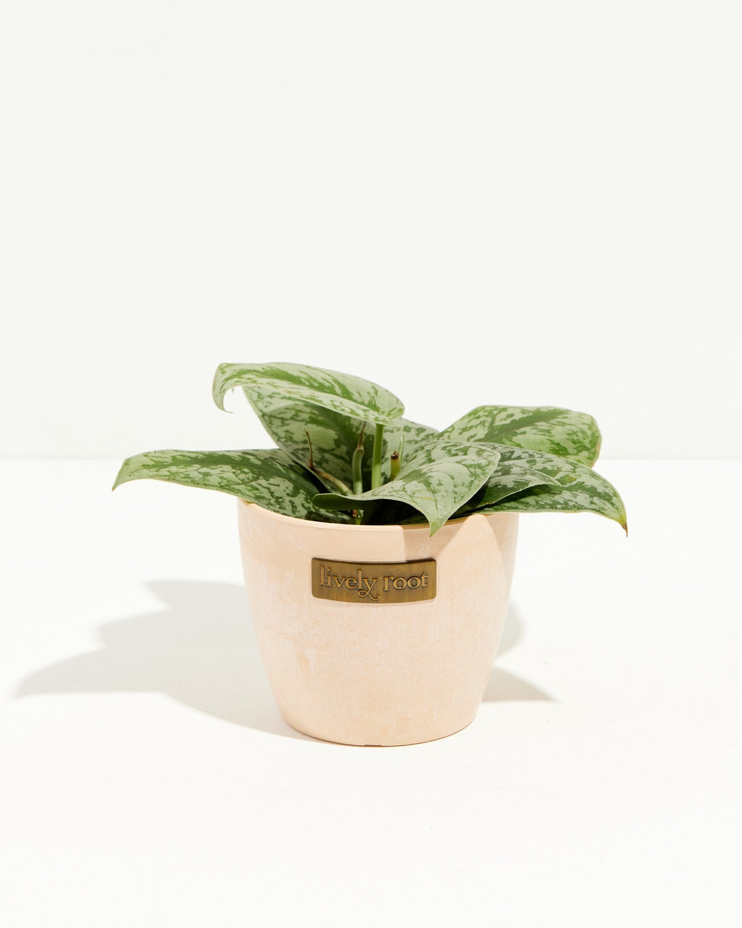 Scindapsus pictus Silver Satin in cream ceramic pot, silvery spotted leaves with Lively Root label
