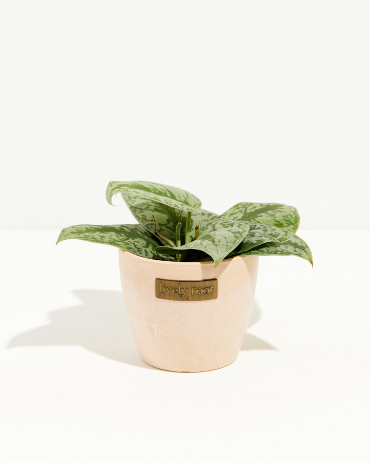 Scindapsus pictus Silver Satin in cream ceramic pot, silvery spotted leaves with Lively Root label