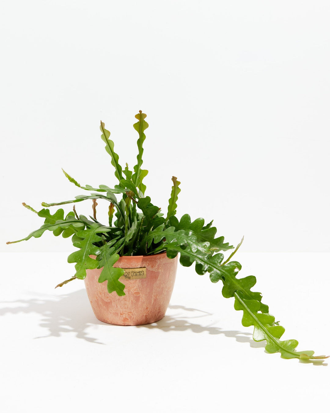 Ric Rac Cactus