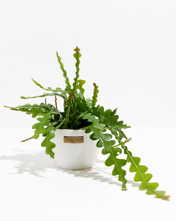 Ric Rac Cactus
