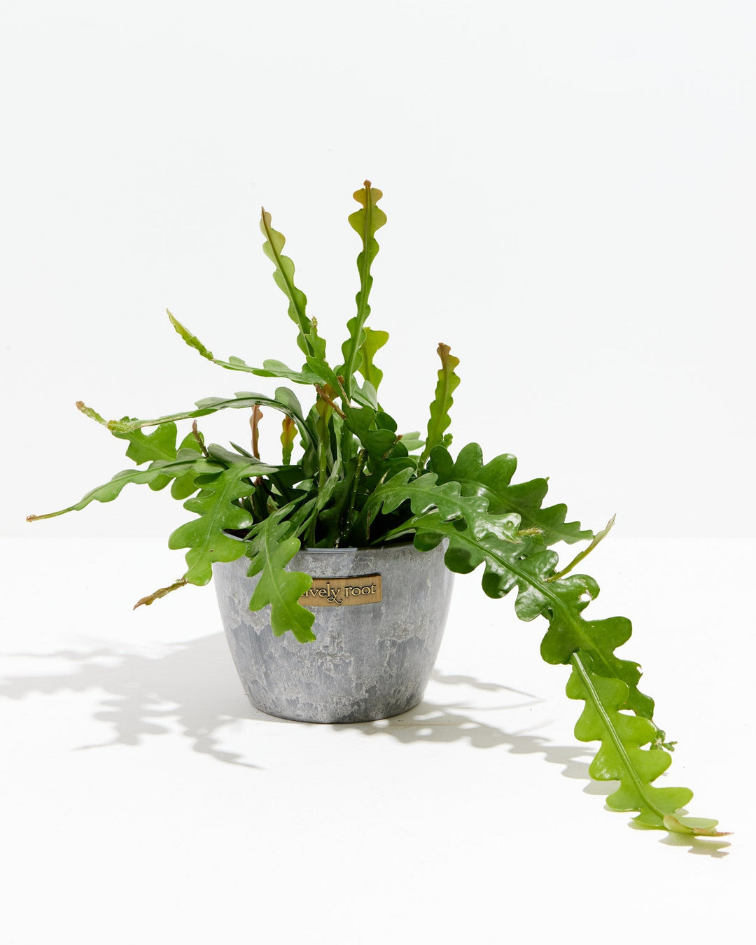 Ric Rac Cactus