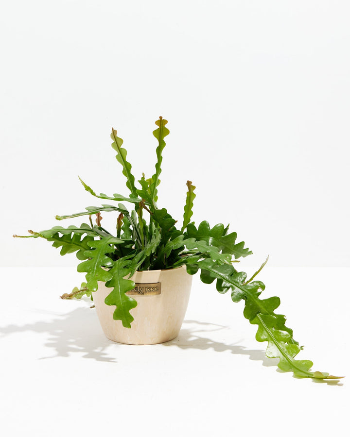 Ric Rac Cactus