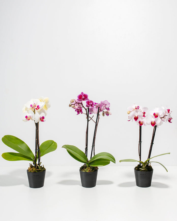 3-Pack Assorted Phalaenopsis Orchid Bundle in 3-inch matte black Ecopots, featuring three bloom varieties — creamy white with magenta centers, deep magenta-speckled, and soft pink with red lips — displayed together against a white studio background