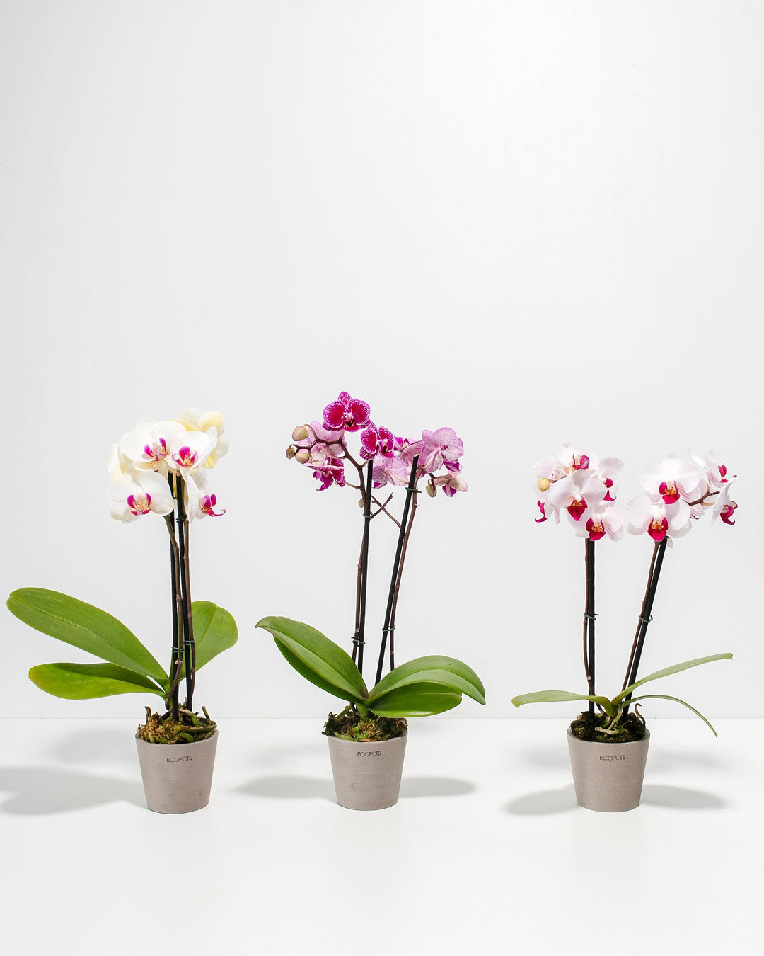 3-Pack Assorted Phalaenopsis Orchid Bundle in 3-inch grey Ecopots, featuring three bloom varieties — creamy white with magenta centers, deep magenta-speckled, and soft pink with red lips — displayed together against a white studio background