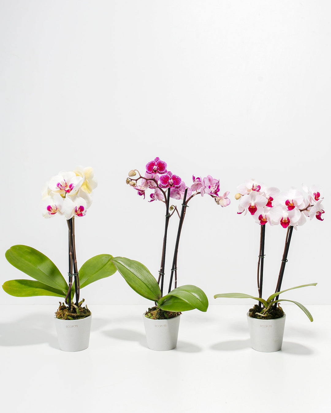 3-Pack Assorted Phalaenopsis Orchid Bundle in 3-inch white Ecopots, featuring three bloom varieties — creamy white with magenta centers, deep magenta-speckled, and soft pink with red lips — displayed together against a white studio background