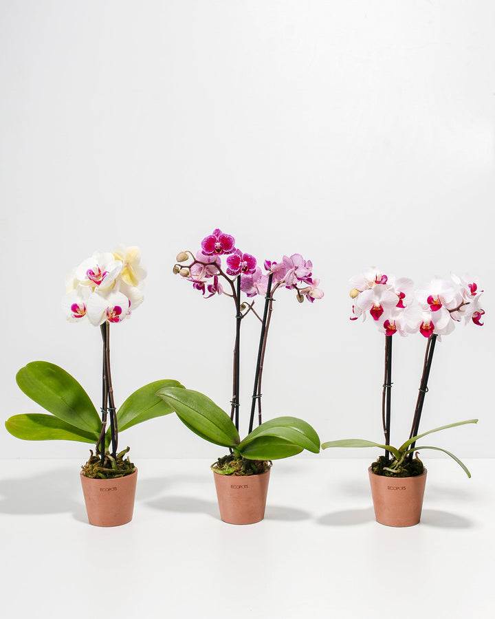 3-Pack Assorted Phalaenopsis Orchid Bundle in 3-inch terracotta Ecopots, featuring three bloom varieties — creamy white with magenta centers, deep magenta-speckled, and soft pink with red lips — displayed together against a white studio background