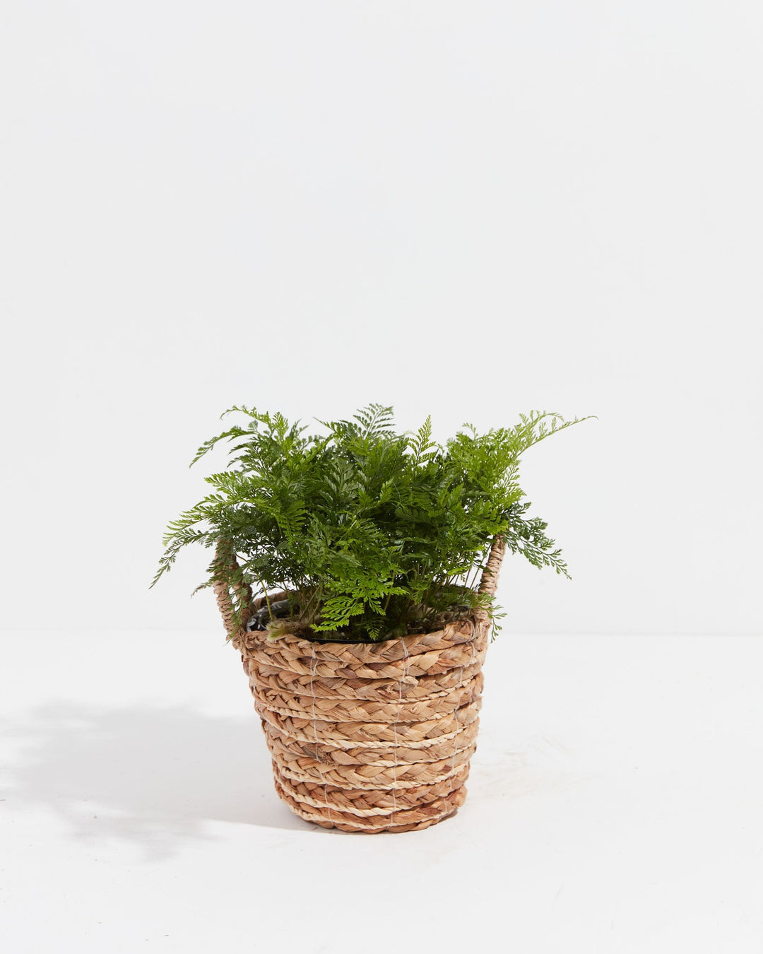 White Rabbit Foot Fern
