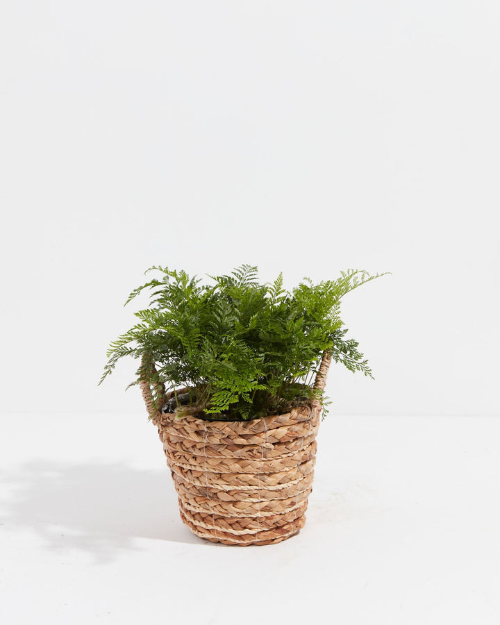 White Rabbit Foot Fern