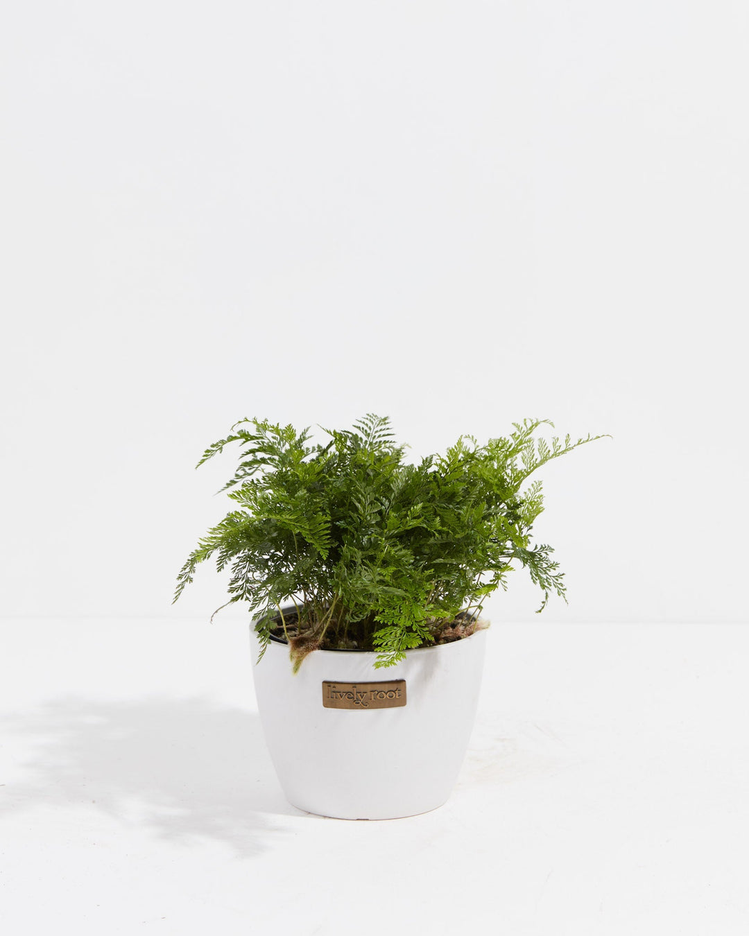 White Rabbit Foot Fern