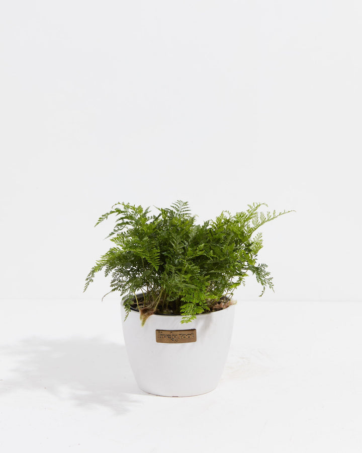 White Rabbit Foot Fern
