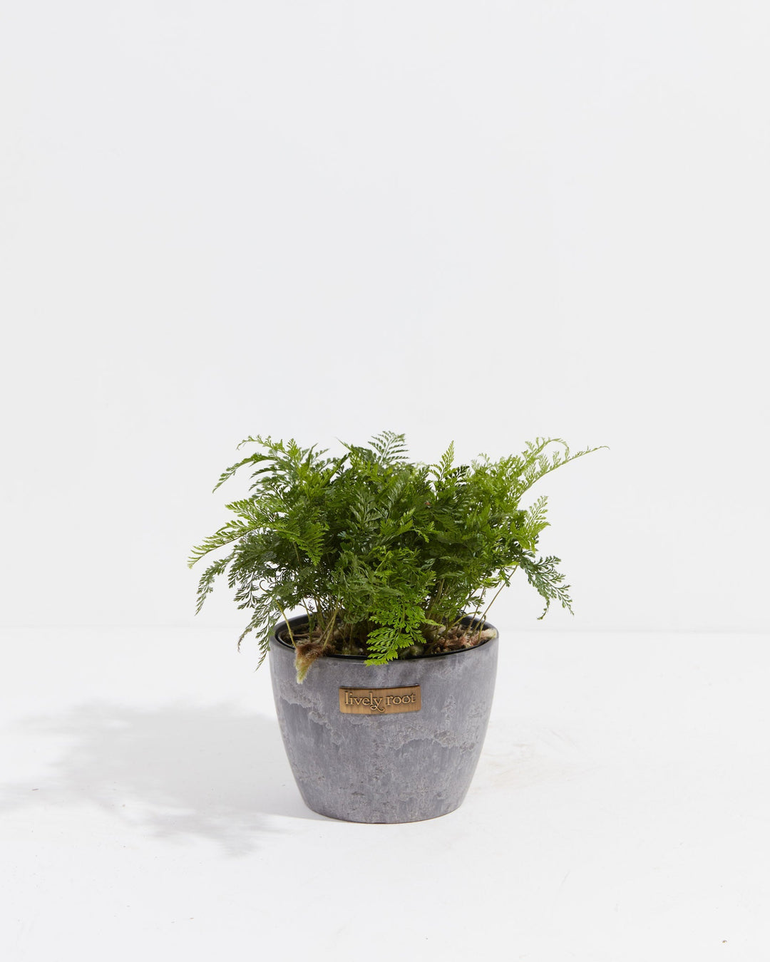 White Rabbit Foot Fern