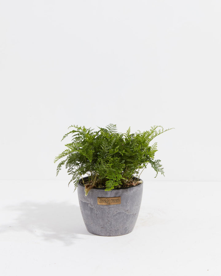 White Rabbit Foot Fern