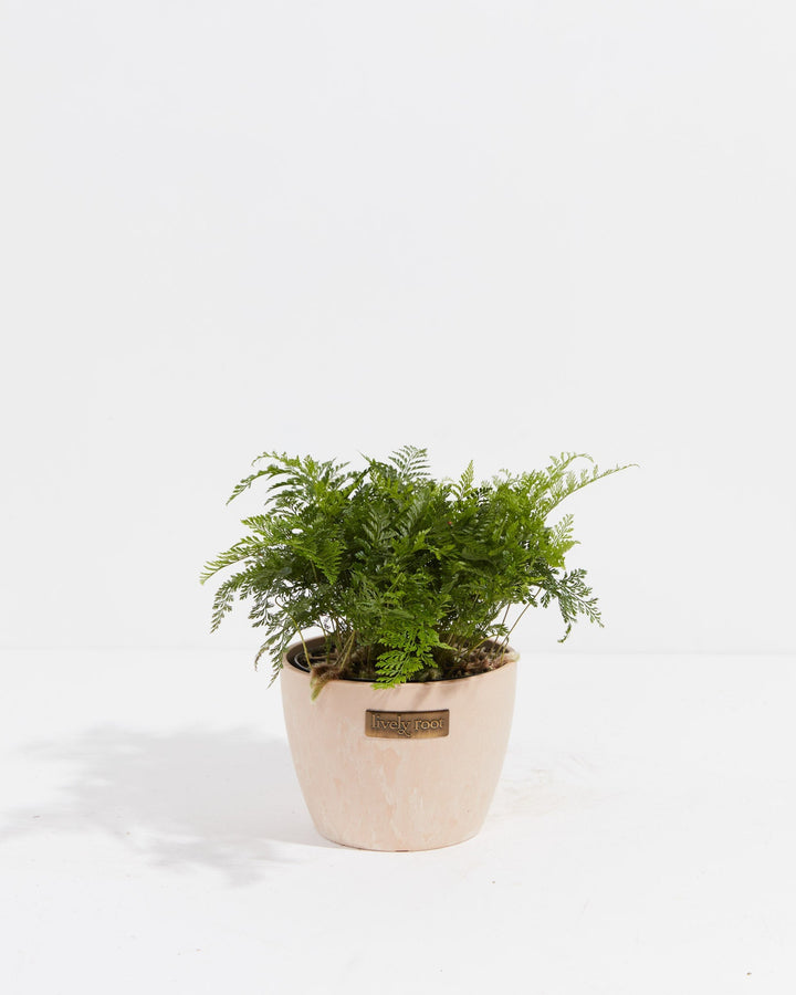 White Rabbit Foot Fern