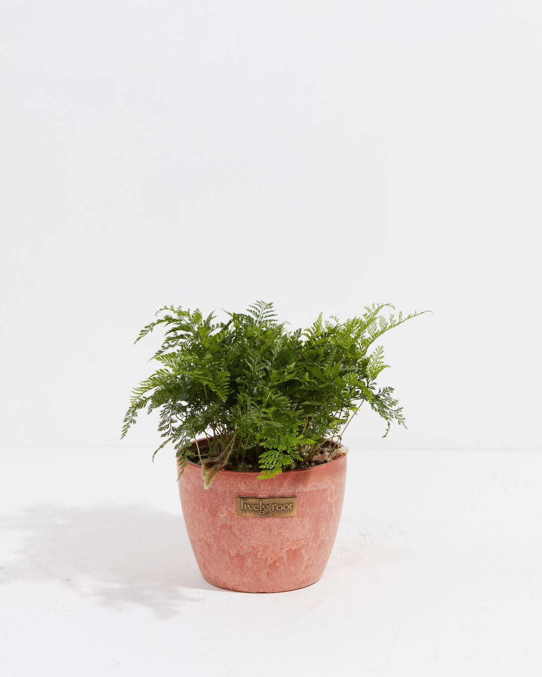 White Rabbit Foot Fern