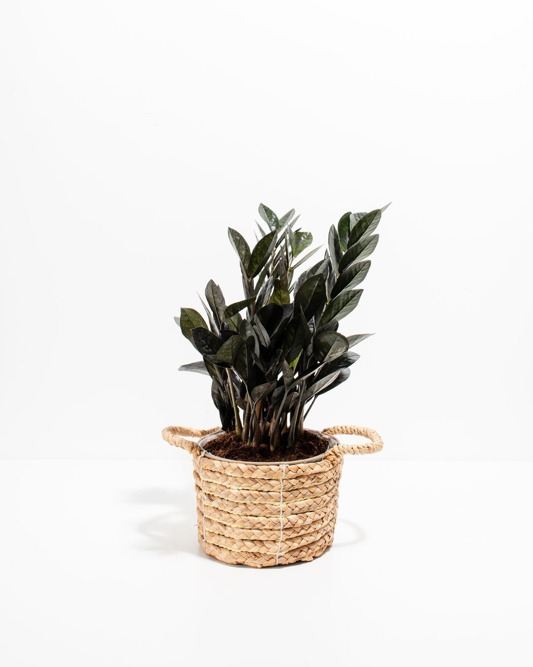 Black Raven ZZ Plant (Zamioculcas zamiifolia 'Raven') in a woven seagrass handled basket with dramatic deep purple-black glossy leaves on a white background