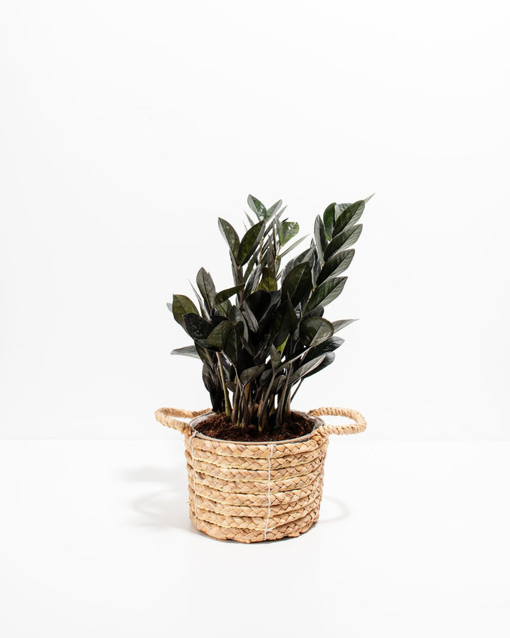 Black Raven ZZ Plant (Zamioculcas zamiifolia 'Raven') in a woven seagrass handled basket with dramatic deep purple-black glossy leaves on a white background
