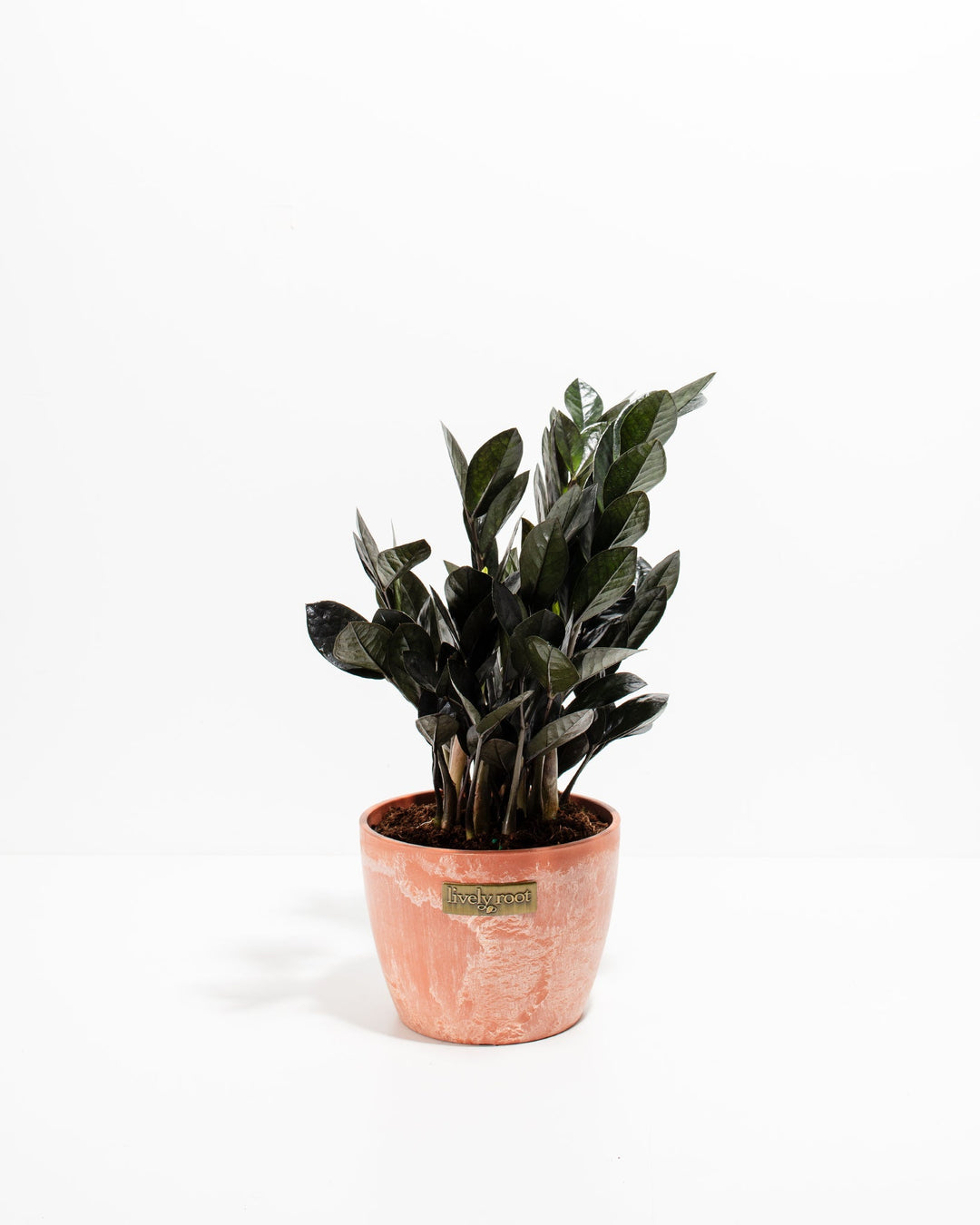 Black Raven ZZ Plant (Zamioculcas zamiifolia 'Raven') in a terracotta pink Lively Root branded pot with dramatic deep purple-black glossy leaves on a white background