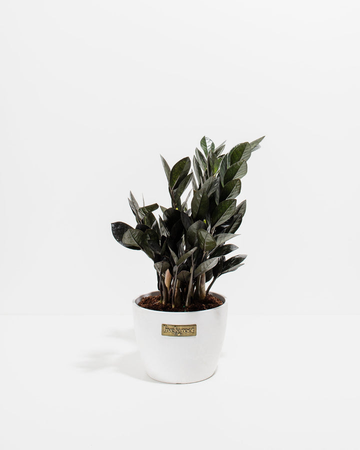Black Raven ZZ Plant (Zamioculcas zamiifolia 'Raven') in a white Lively Root branded coco pot with dramatic deep purple-black glossy leaves on a white background