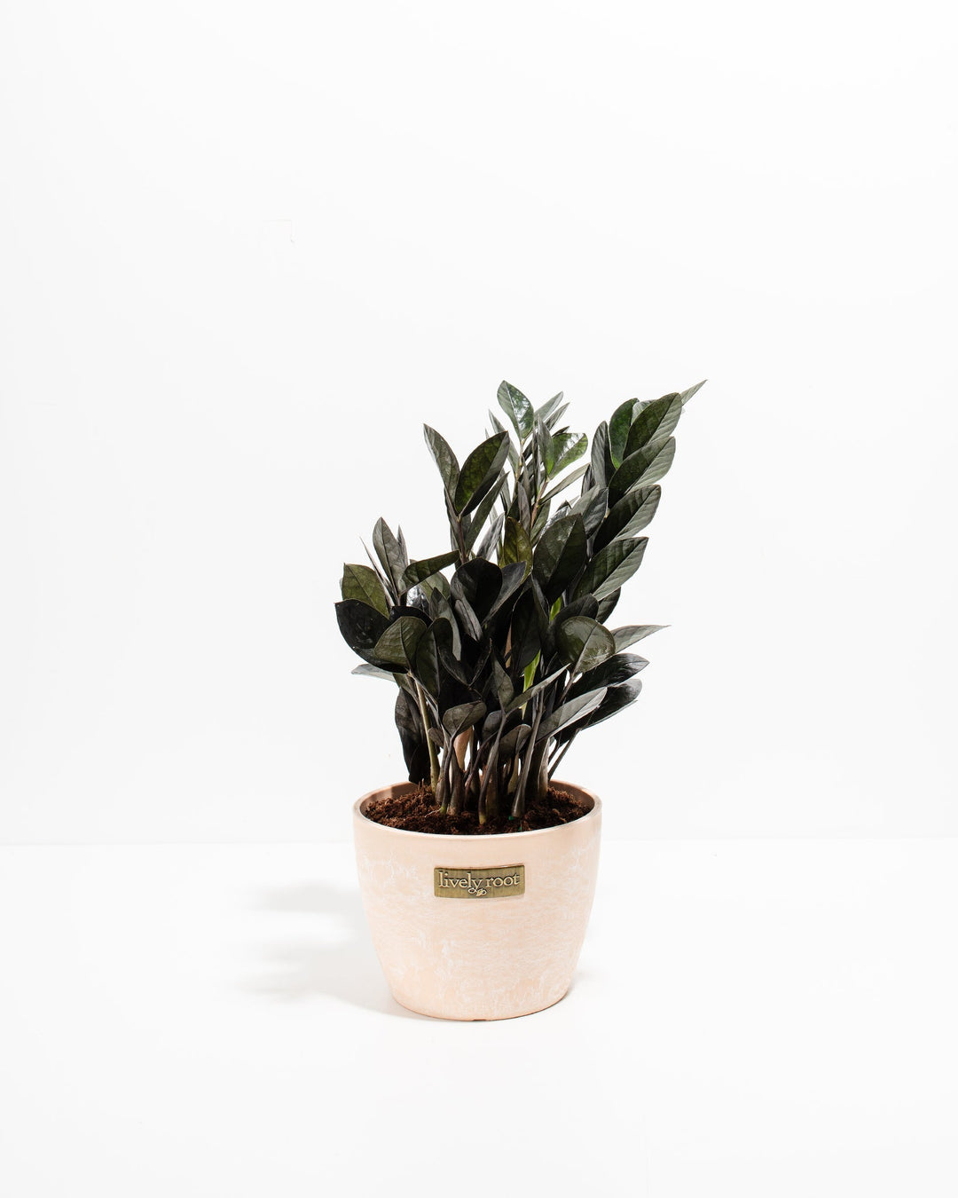 Black Raven ZZ Plant (Zamioculcas zamiifolia 'Raven') in a blush pink Lively Root branded pot with dramatic deep purple-black glossy leaves on a white background