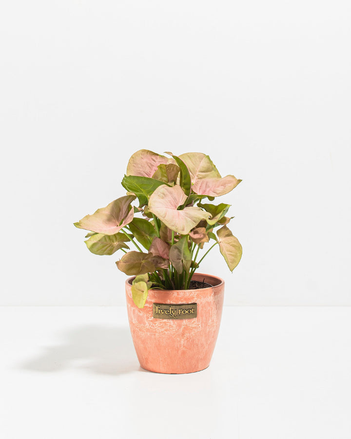 Pink Syngonium Neon Robusta trailing plant in peachy-coral textured ceramic pot with Lively Root label