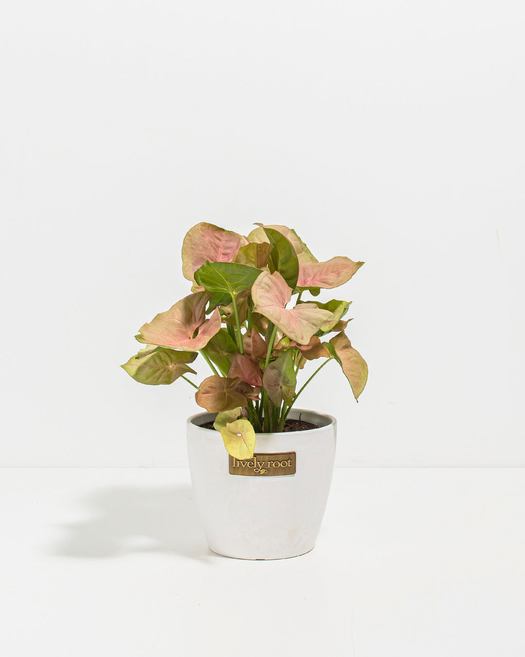 Pink arrowhead Syngonium Neon Robusta in white ceramic pot, heart-shaped leaves with Lively Root branding