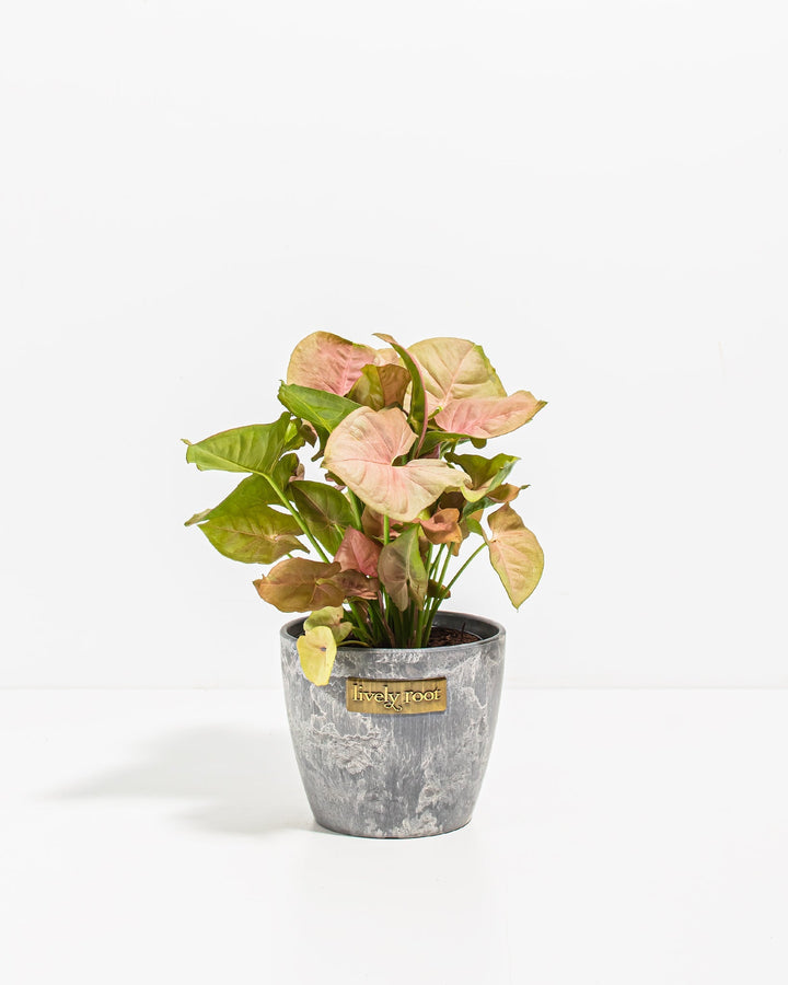 Syngonium Neon Robusta compact houseplant in gray concrete planter with metallic Lively Root label