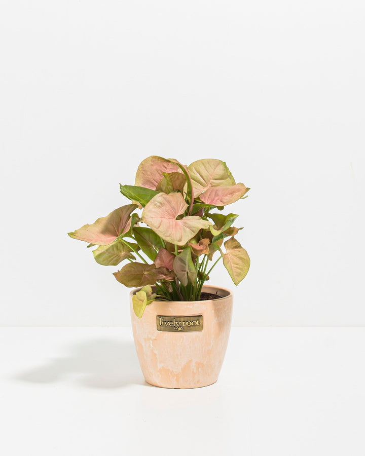 Syngonium Neon Robusta pink variegated foliage in cream ceramic pot, Lively Root branded planter