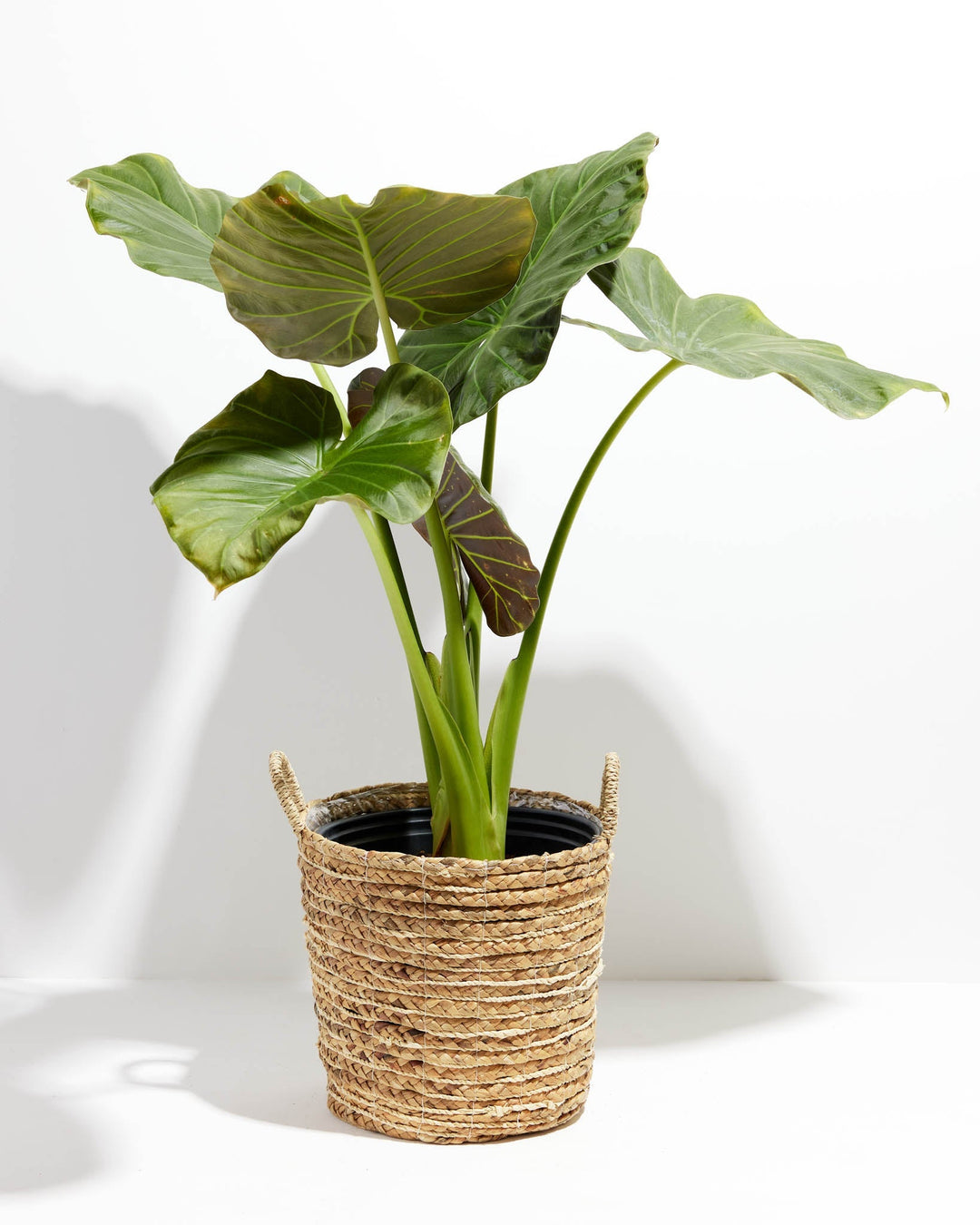 Alocasia Dark Star Elephant Ear