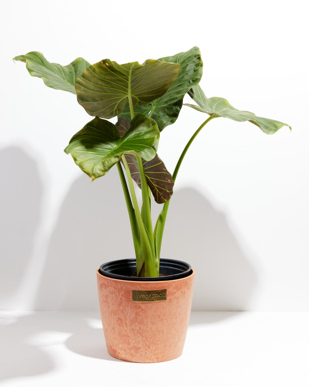 Alocasia Dark Star Elephant Ear