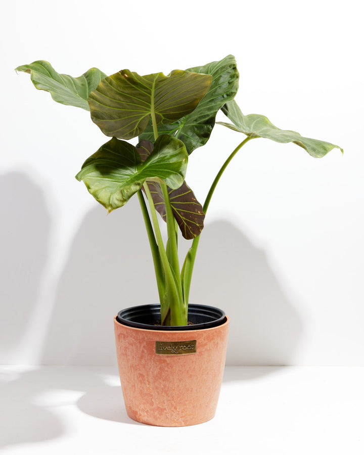Alocasia Dark Star Elephant Ear