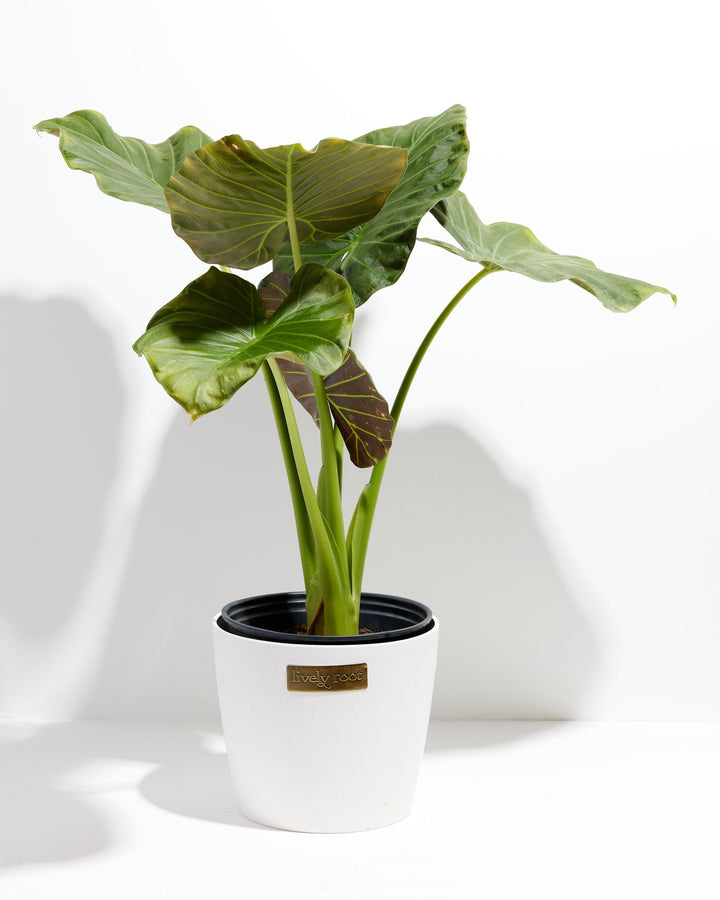 Alocasia Dark Star Elephant Ear