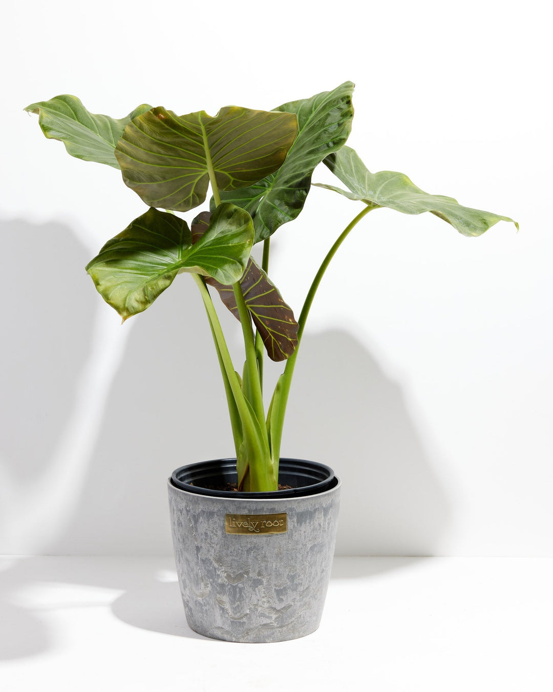 Alocasia Dark Star Elephant Ear