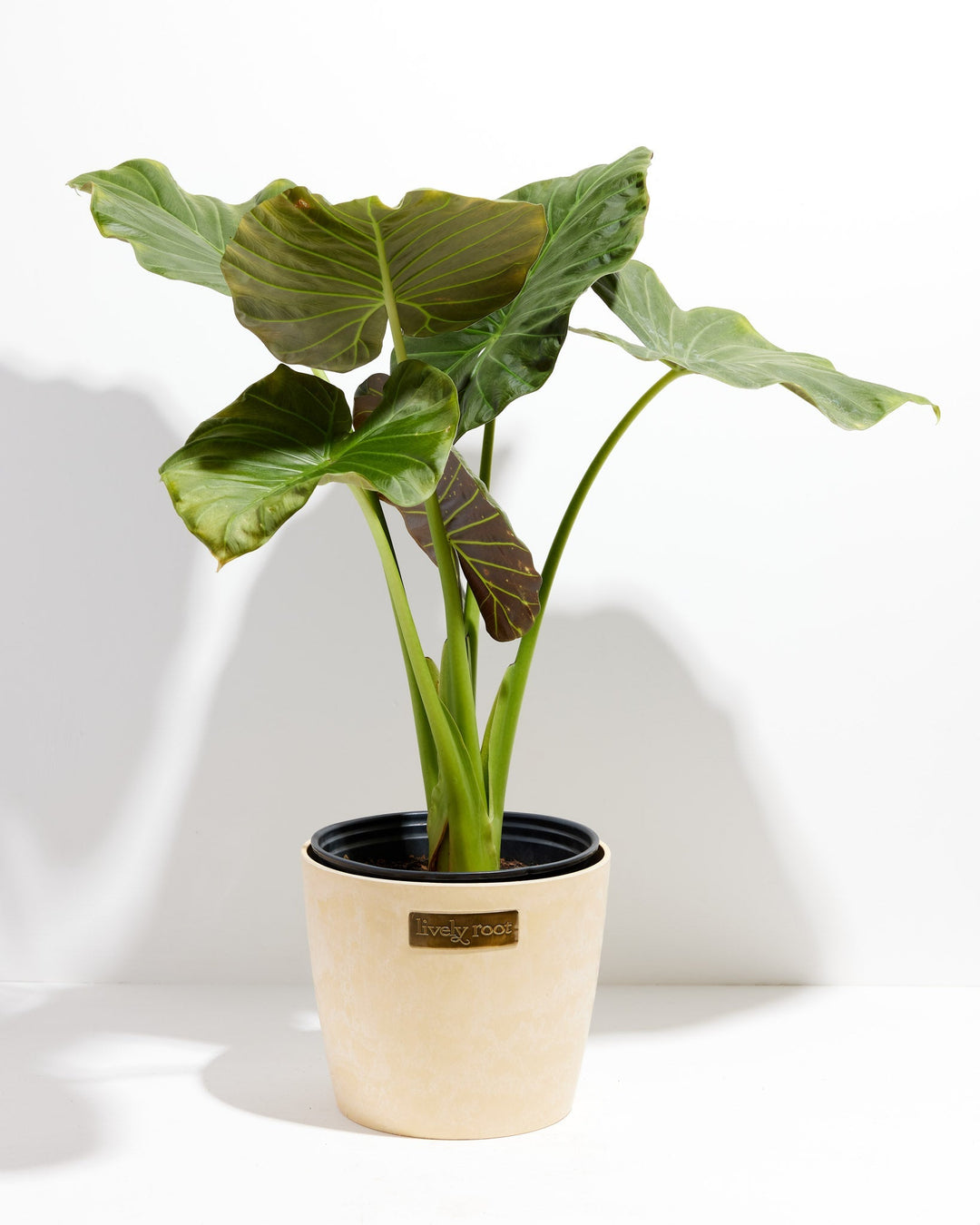 Alocasia Dark Star Elephant Ear