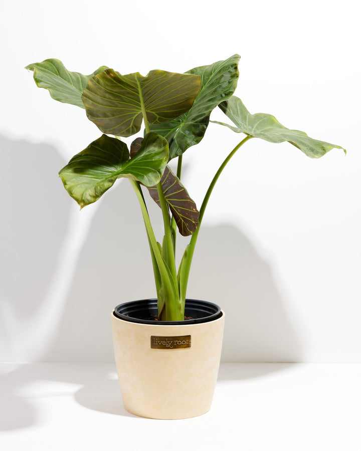 Alocasia Dark Star Elephant Ear