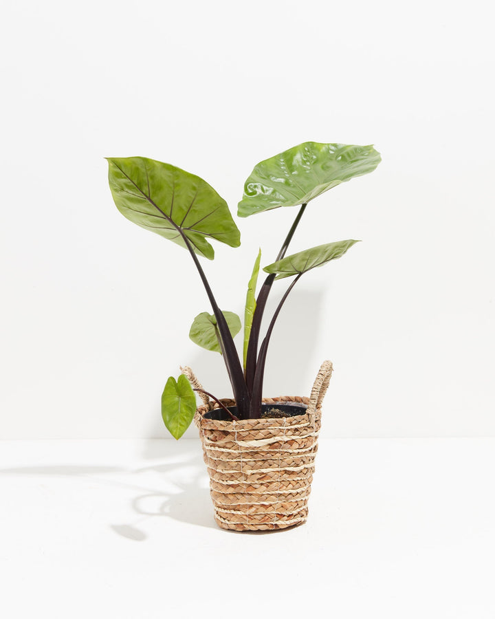 Alocasia Dark Star Elephant Ear