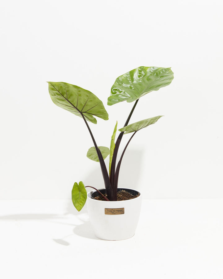 Alocasia Dark Star Elephant Ear