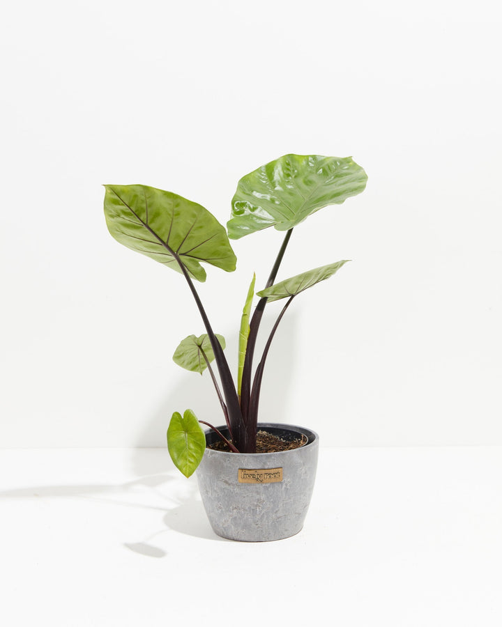 Alocasia Dark Star Elephant Ear