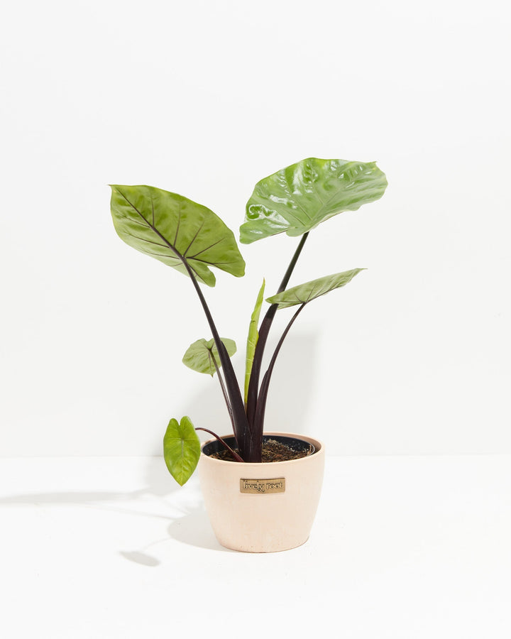 Alocasia Dark Star Elephant Ear