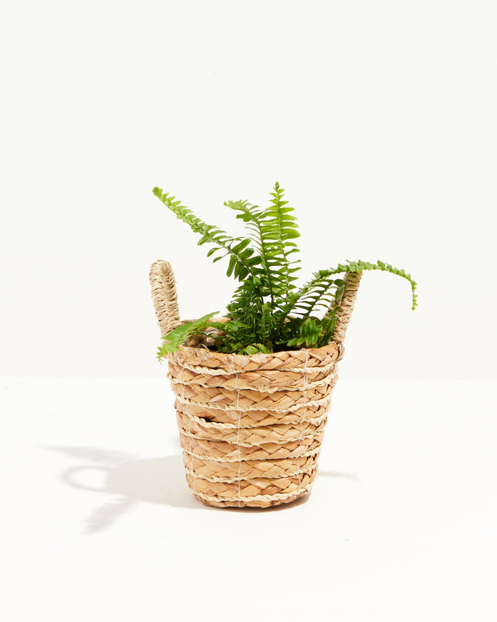 Fern Chester