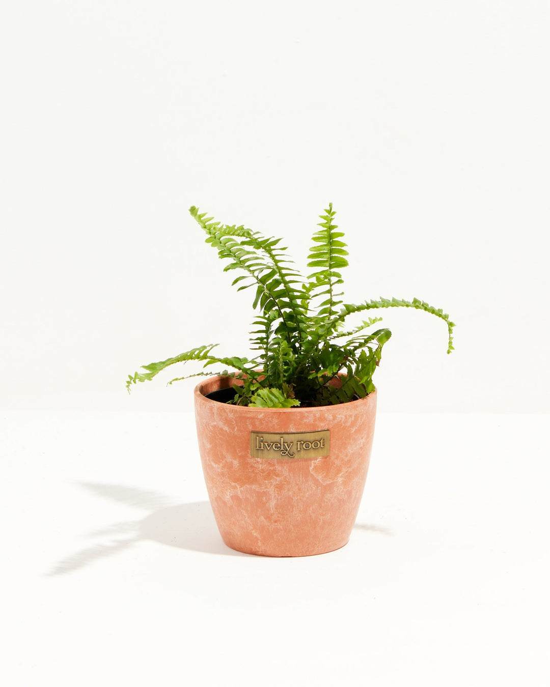 Fern Chester