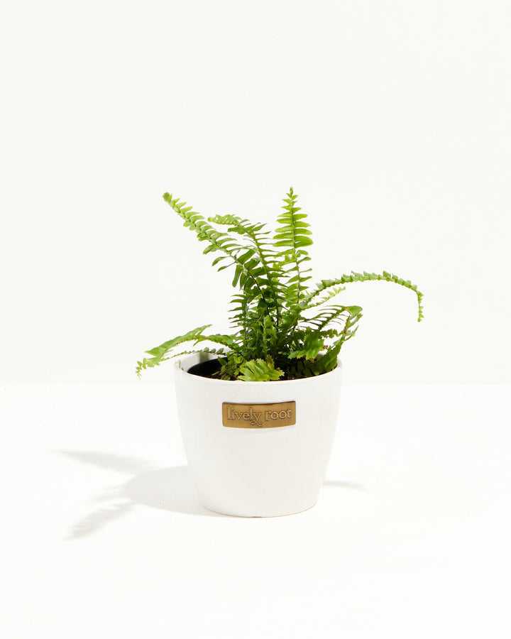 Fern Chester