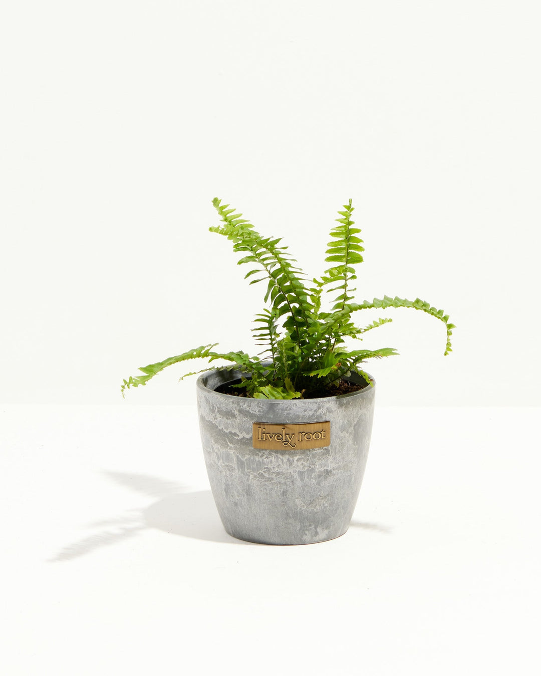 Fern Chester