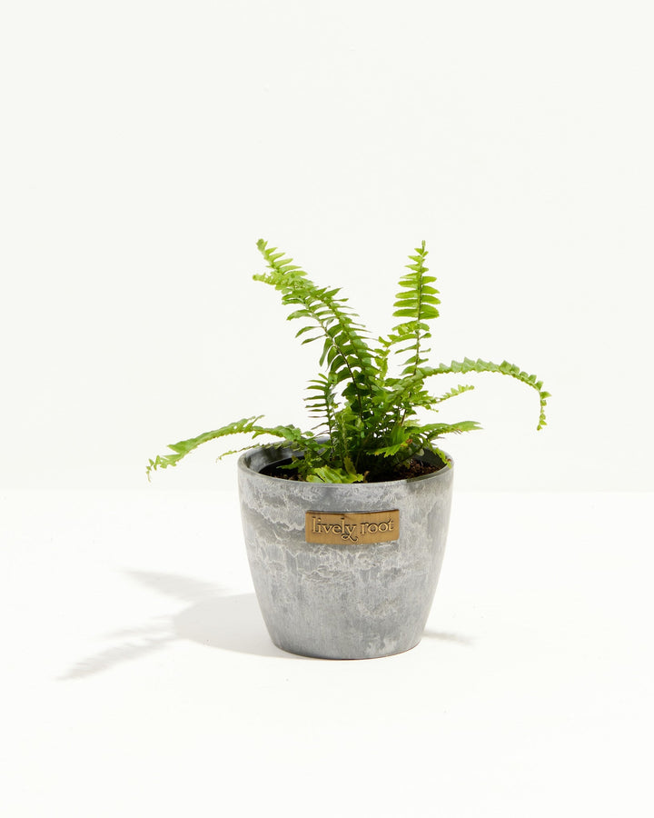 Fern Chester