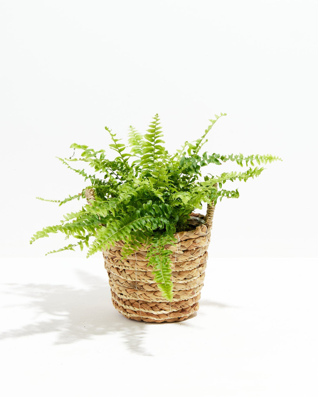 Fern Chester