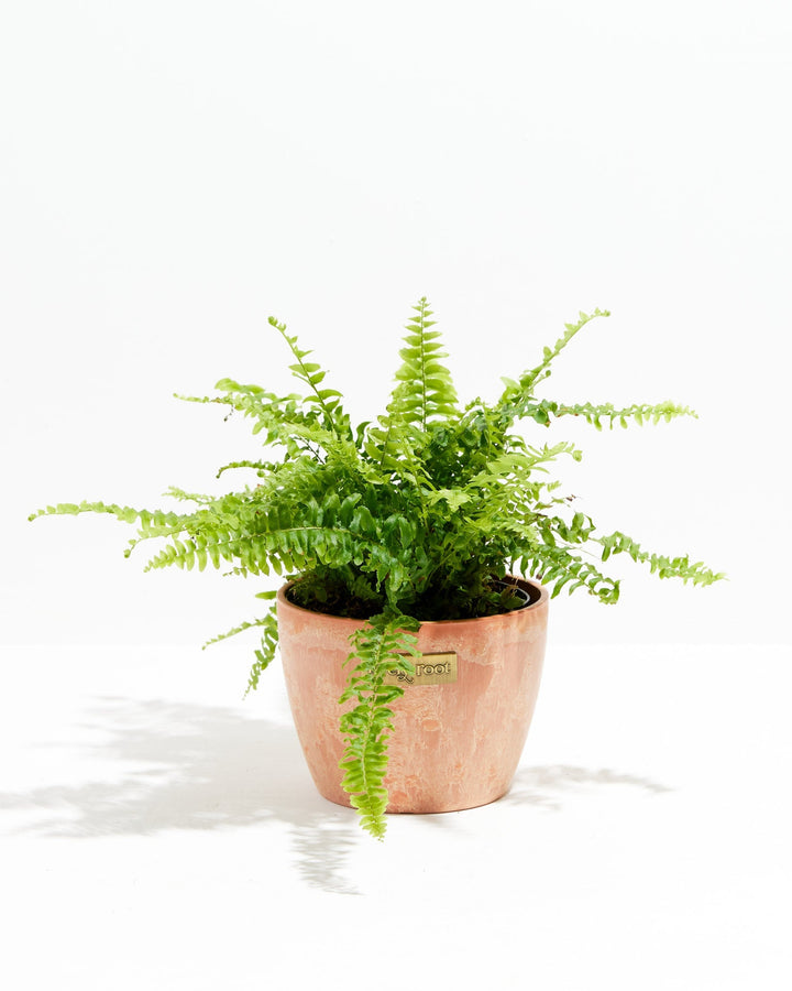 Fern Chester