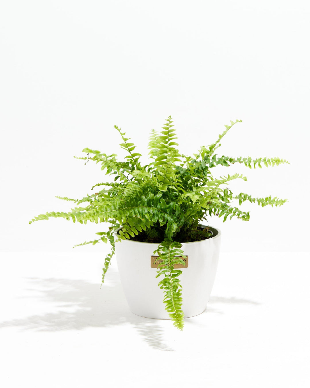 Fern Chester