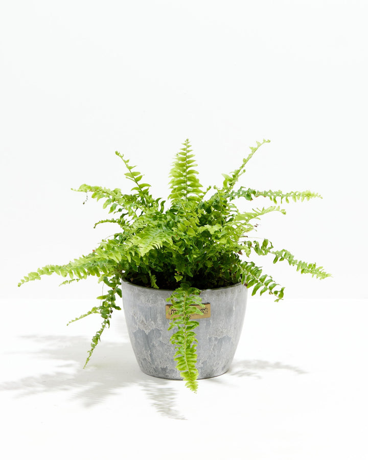 Fern Chester