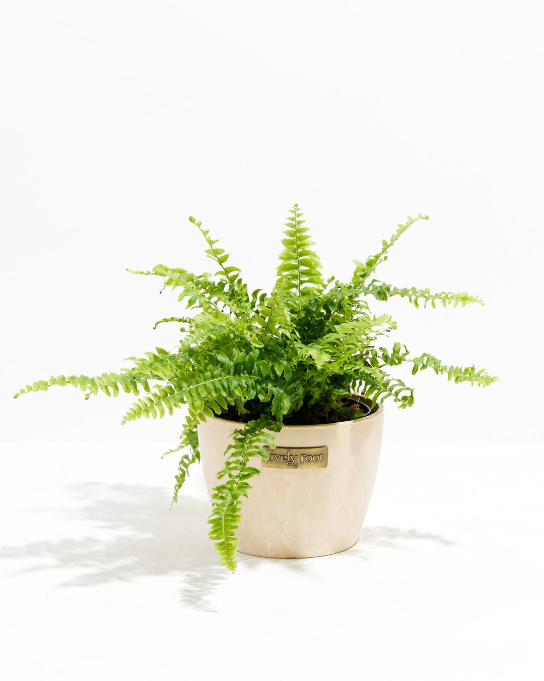 Fern Chester