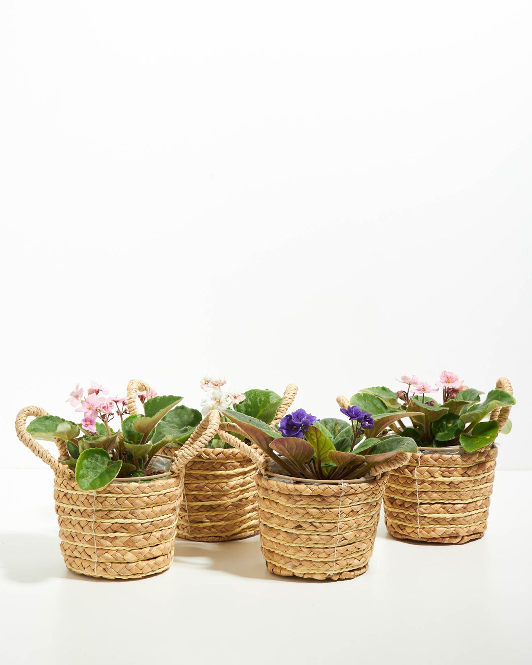 African Violet: 4 Pack